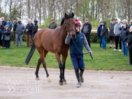 BP140425-56 - Squire Danagher